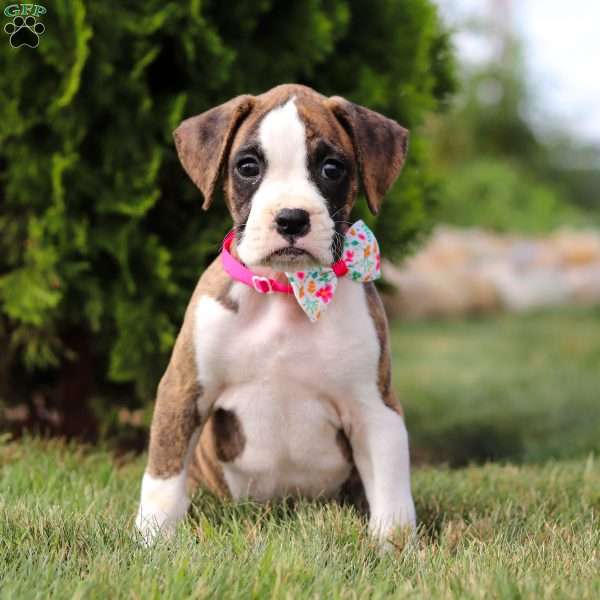 Charlotte, Boxer Puppy